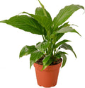 Peace Lily Live Plant in 4'' & 6'' Pot F440