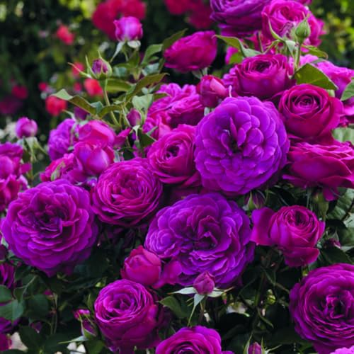 Purple Climbing Rose Live Plant T2793