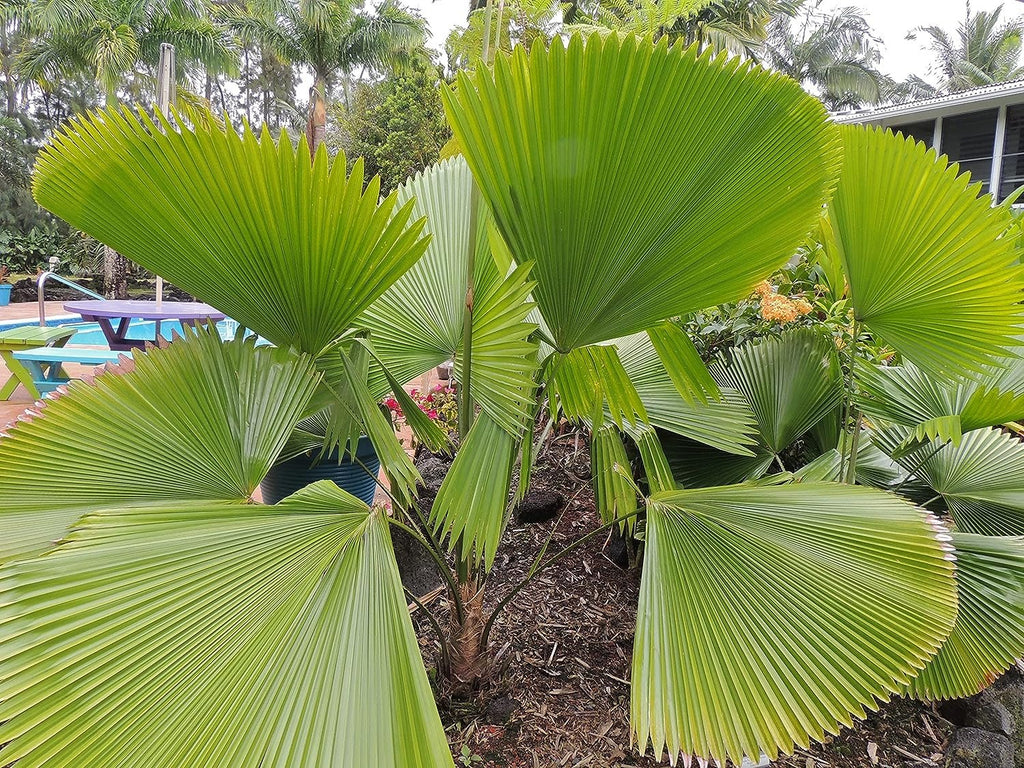 3 Gallon Live Plant Licuala Peltata Fan Palm Q82383