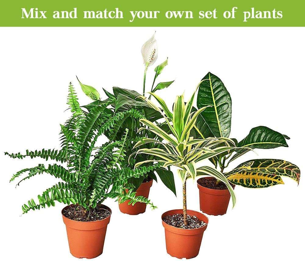 Peace Lily Live Plant in 4'' & 6'' Pot F440