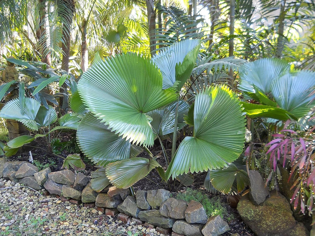 3 Gallon Live Plant Licuala Peltata Fan Palm Q82383