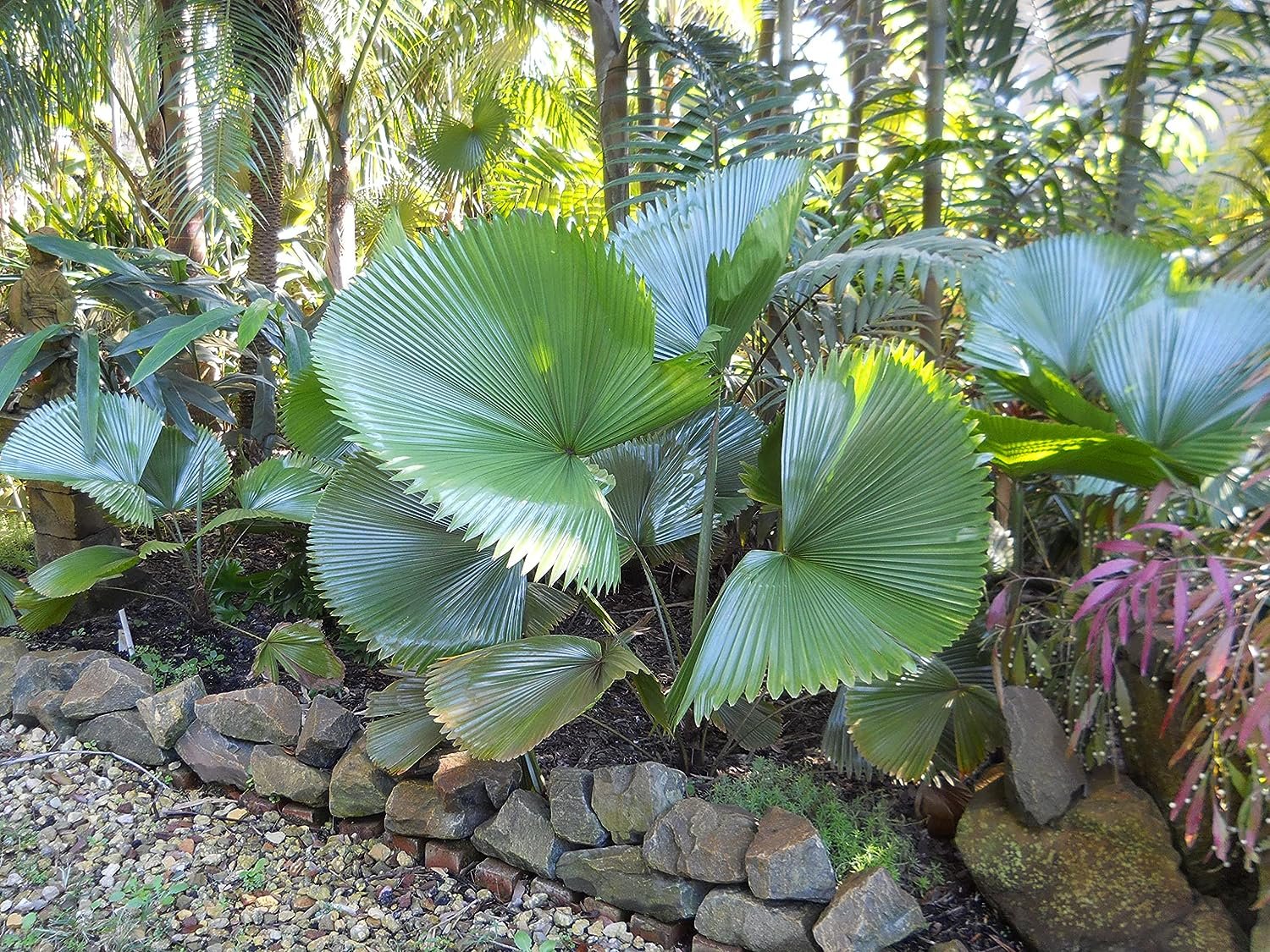 3 Gallon Live Plant Licuala Peltata Fan Palm Q82383