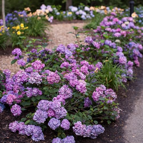 2 gal. Pink and Purple Hydrangea S71485