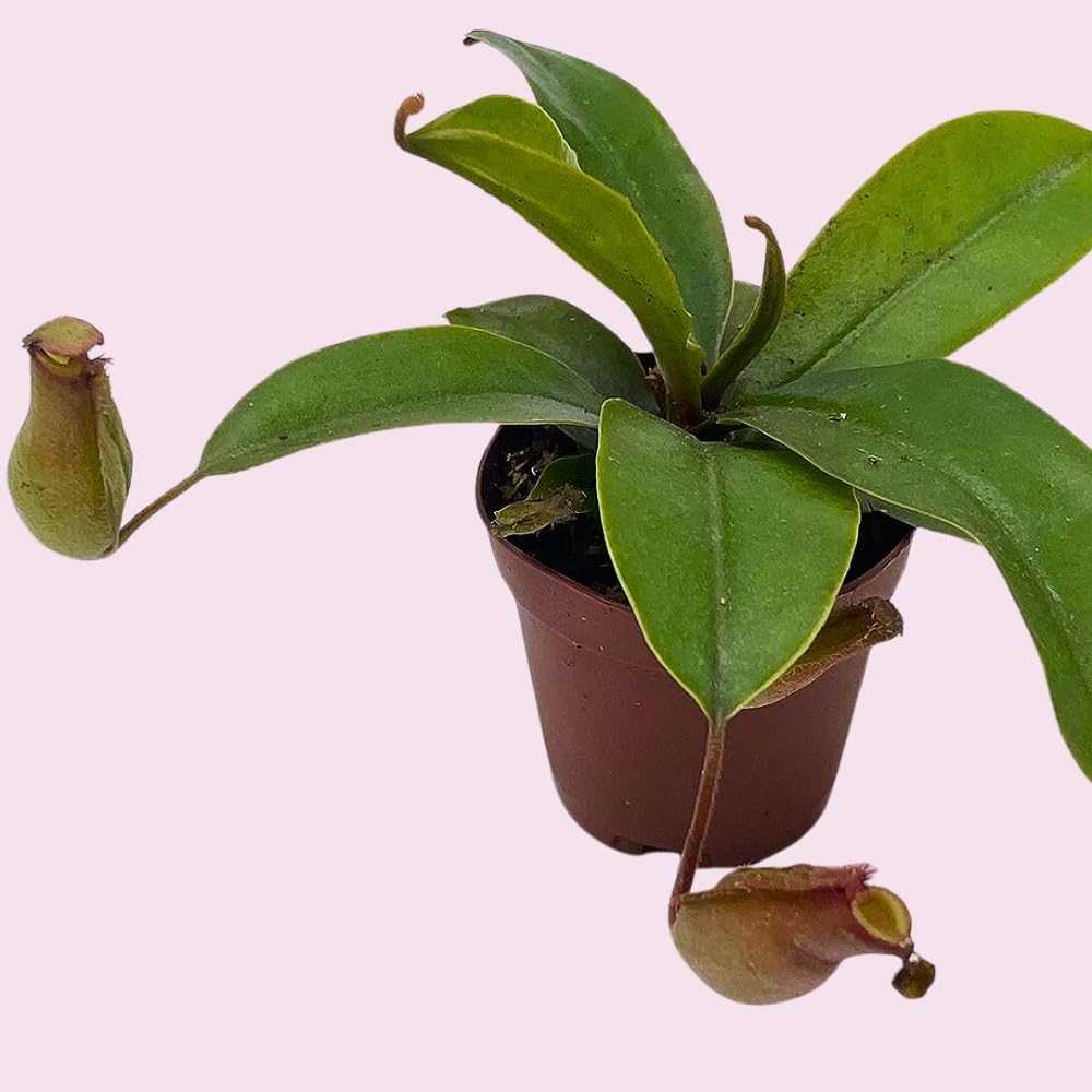 Winged Pitcher Plant in 2 inch Pot M764472