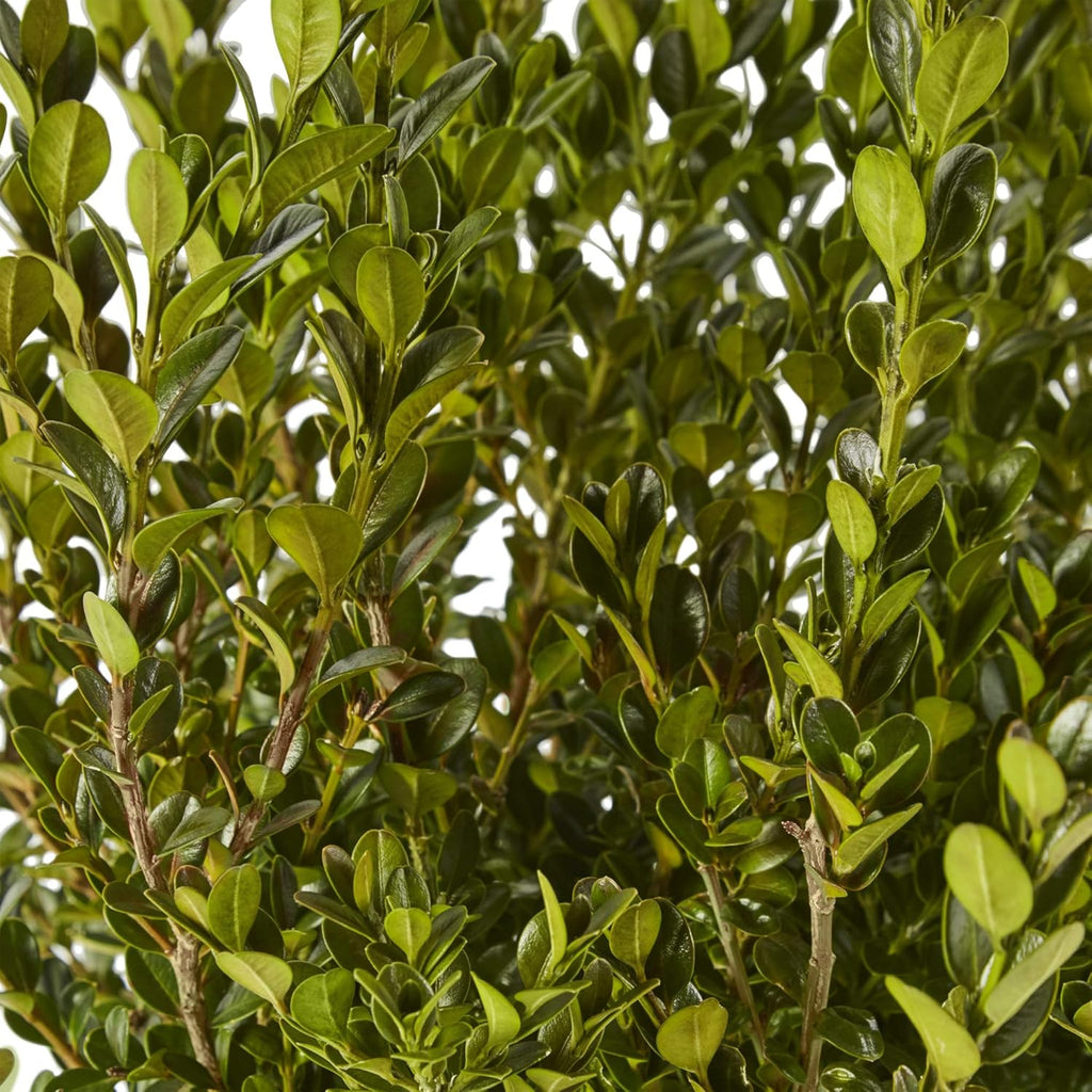 2.25 Gal Wintergreen Boxwood X95672
