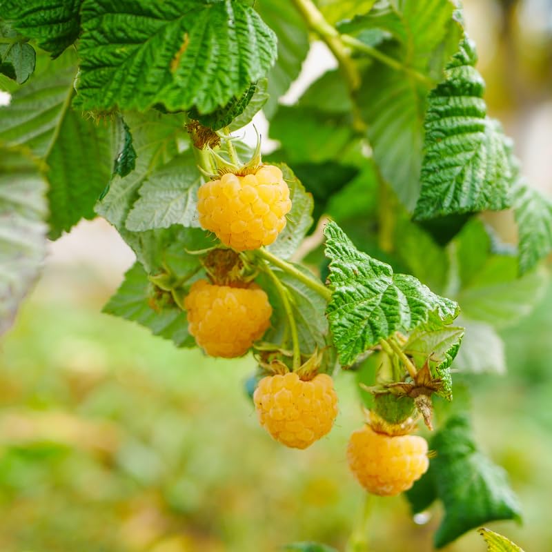 Black Raspberry Plants Z31081