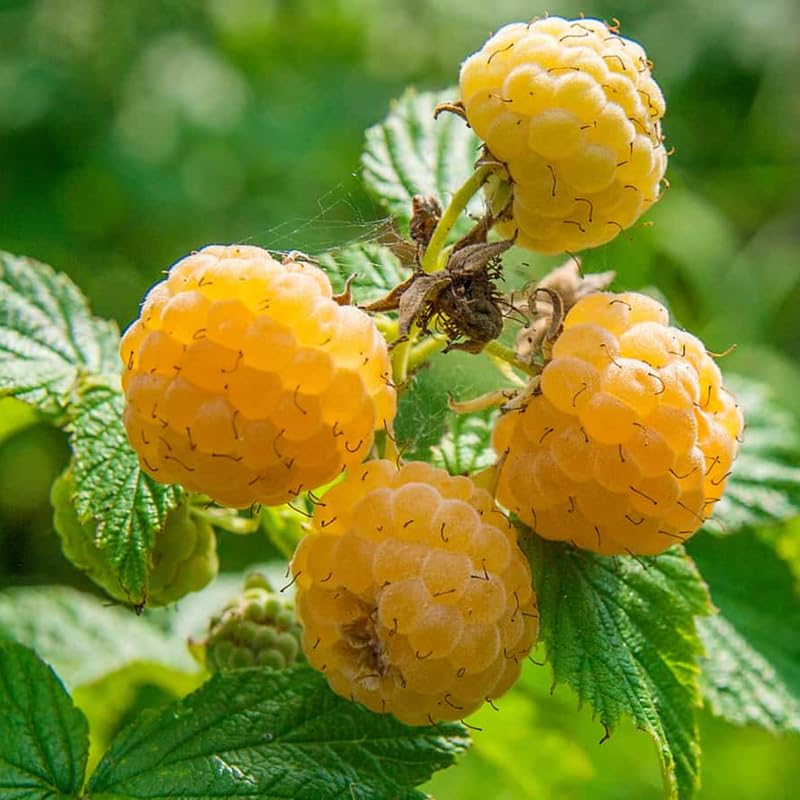 Black Raspberry Plants Z31081