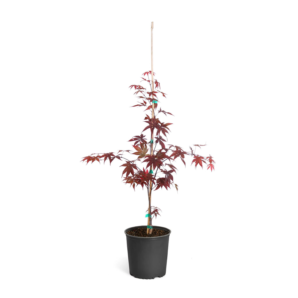 Bloodgood Japanese Maple Tree S456001