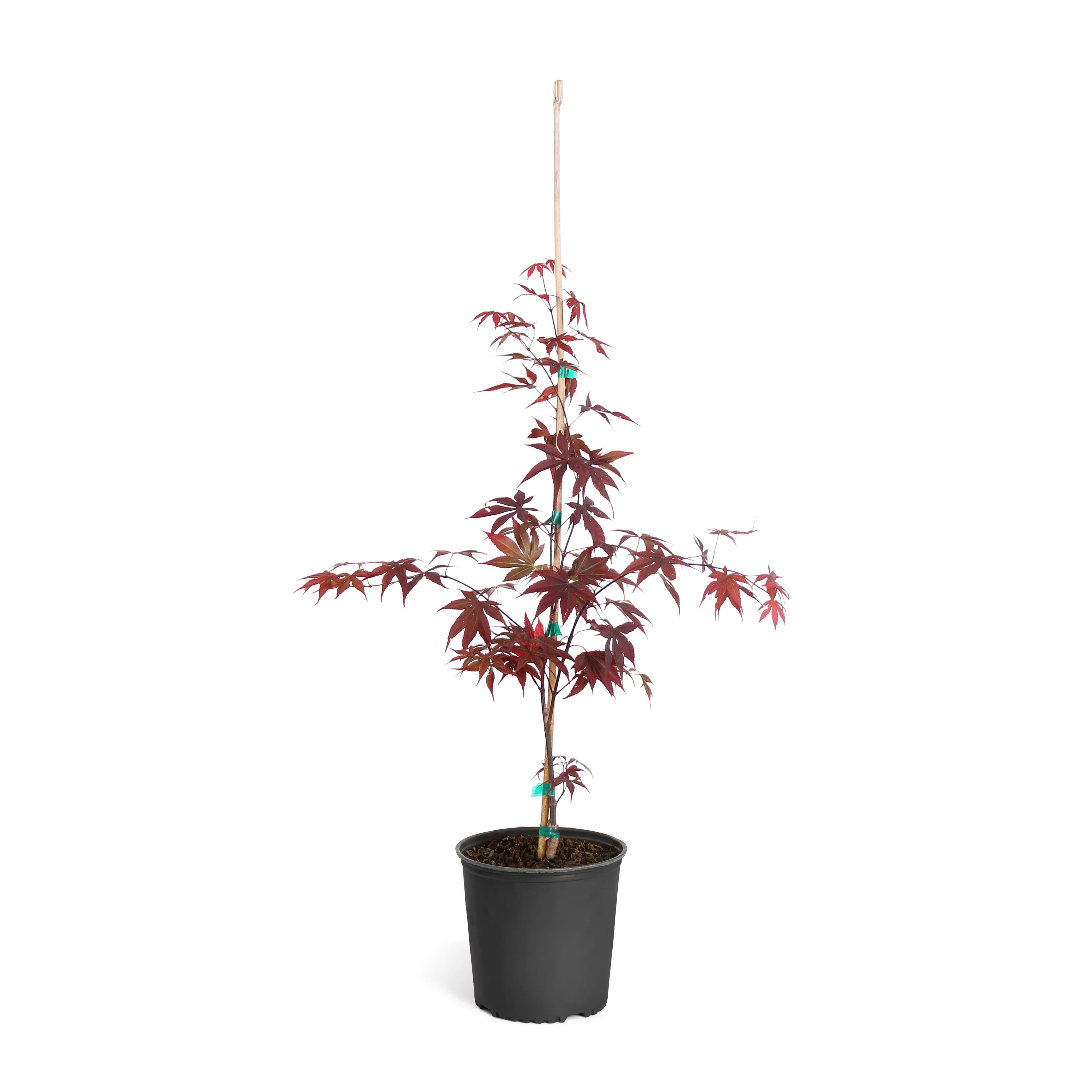 Bloodgood Japanese Maple Tree S456001
