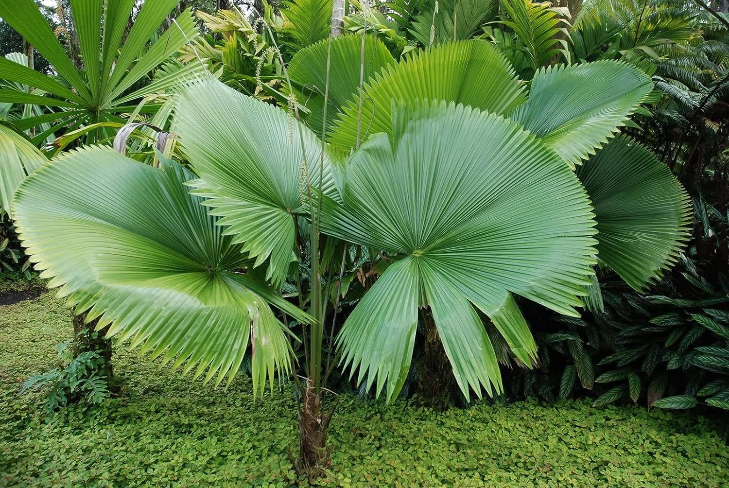 3 Gallon Live Plant Licuala Peltata Fan Palm Q82383