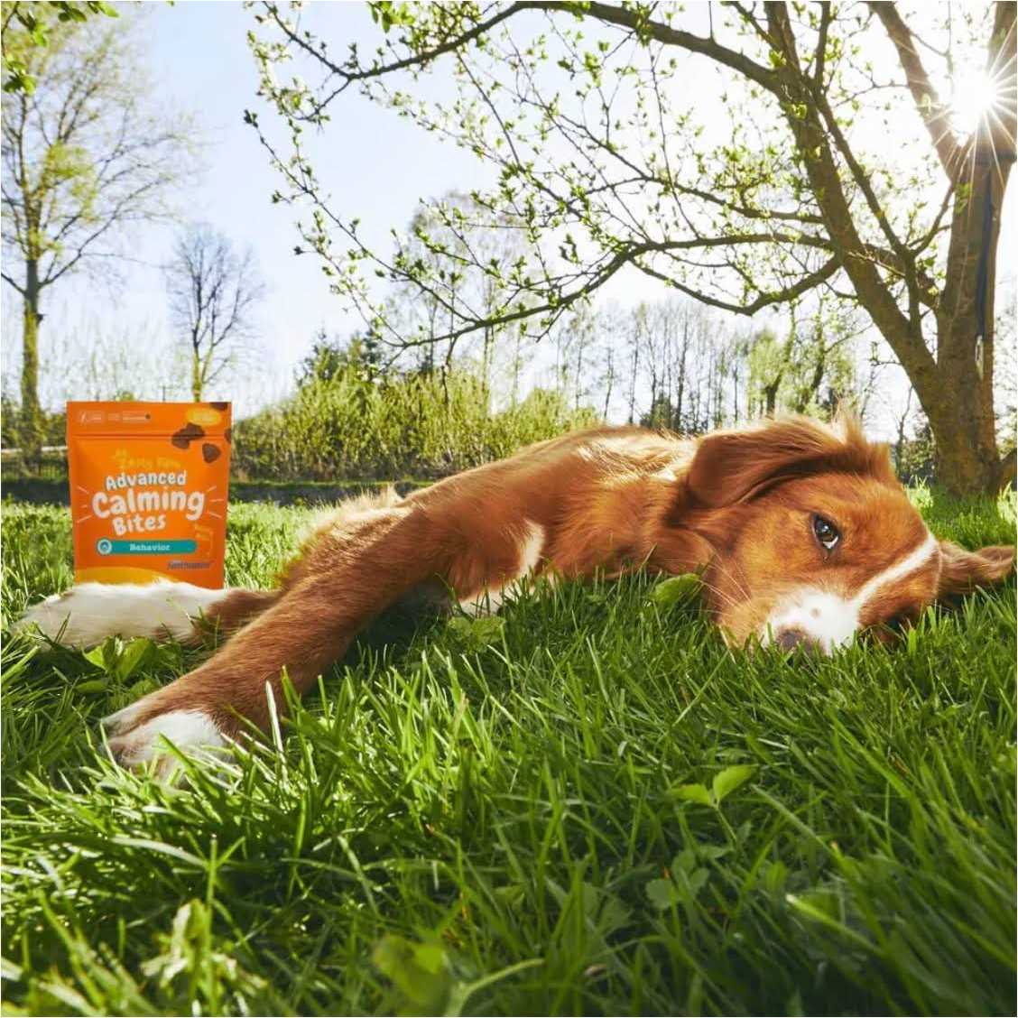 Advanced Behavior Calming Bites for Dogs A547