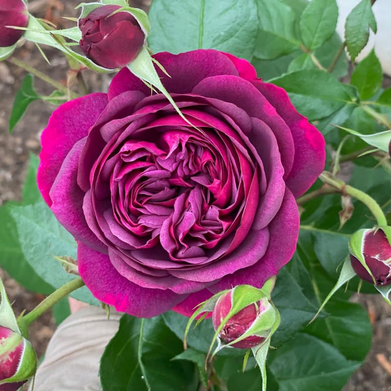Purple Climbing Rose Live Plant T2793