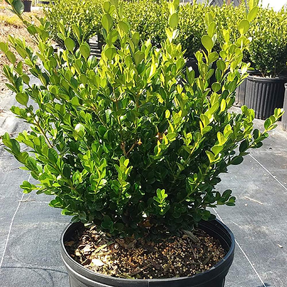2.25 Gal Wintergreen Boxwood X95672