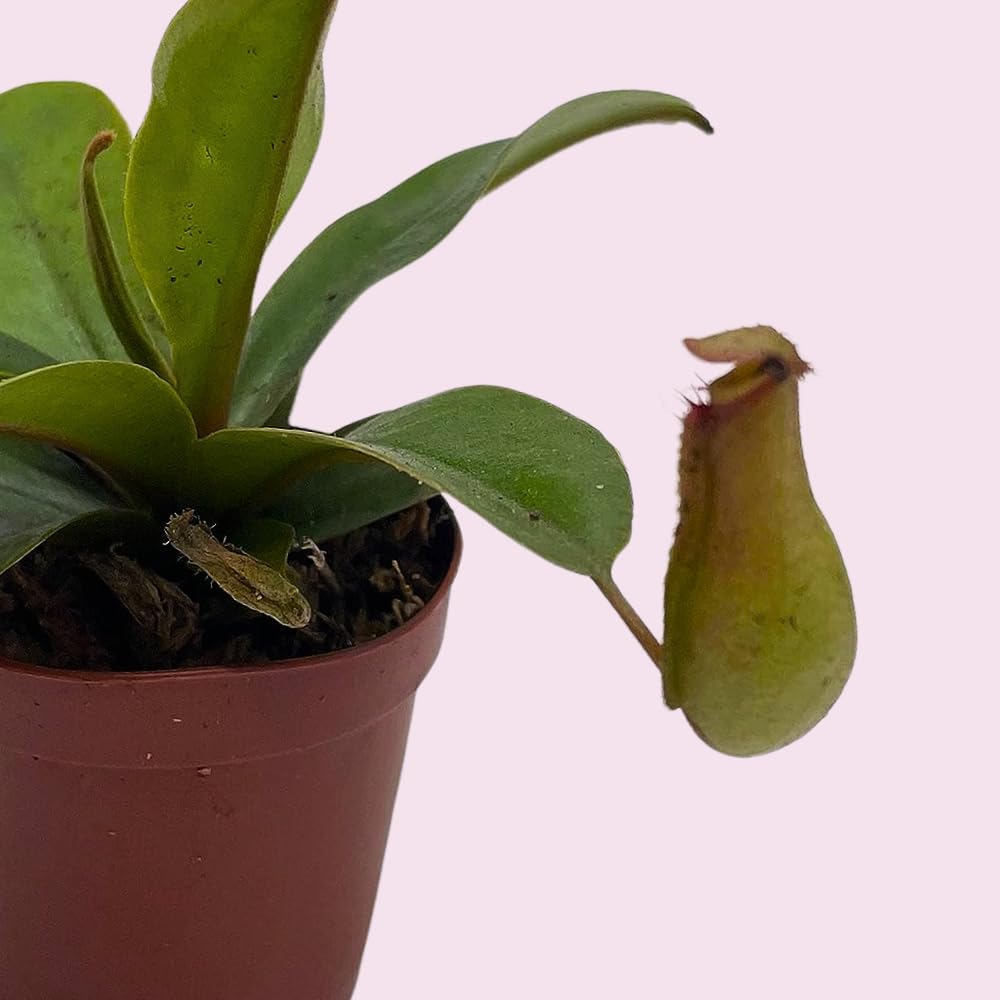 Winged Pitcher Plant in 2 inch Pot M764472