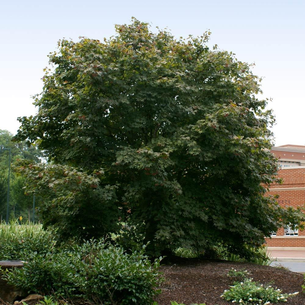 Bloodgood Japanese Maple Tree S456001