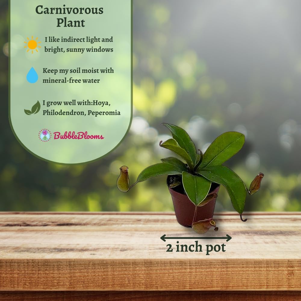 Winged Pitcher Plant in 2 inch Pot M764472