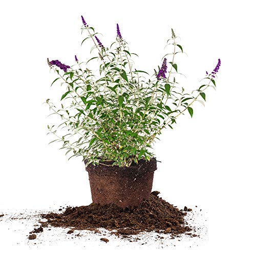 Nanho Butterfly Shrub 1 Gallon Live Bush N232446