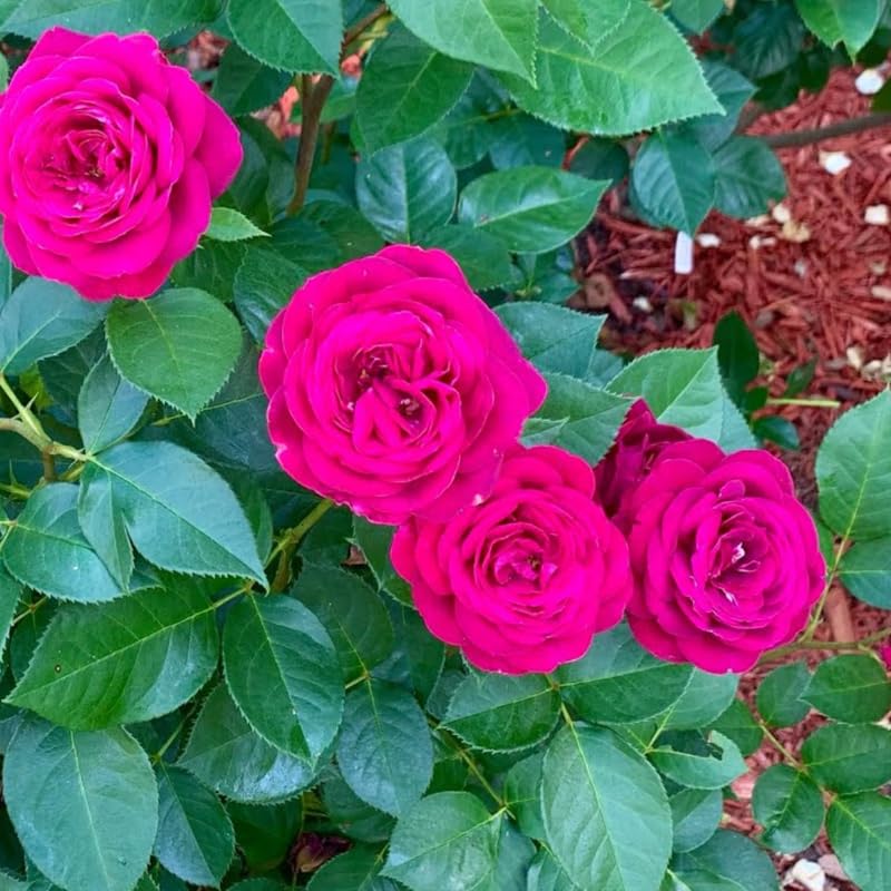 Purple Climbing Rose Live Plant T2793