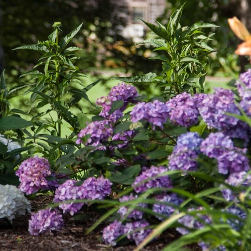 2 gal. Pink and Purple Hydrangea S71485