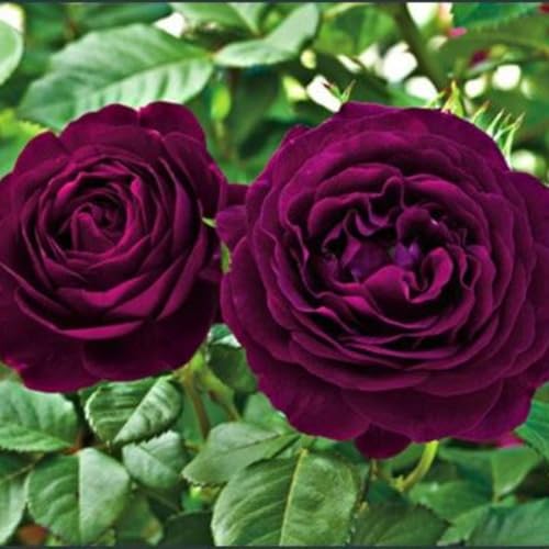 Purple Climbing Rose Live Plant T2793