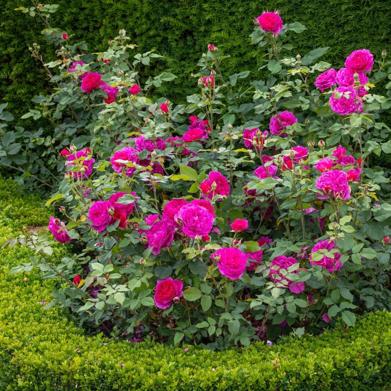 Purple Climbing Rose Live Plant T2793