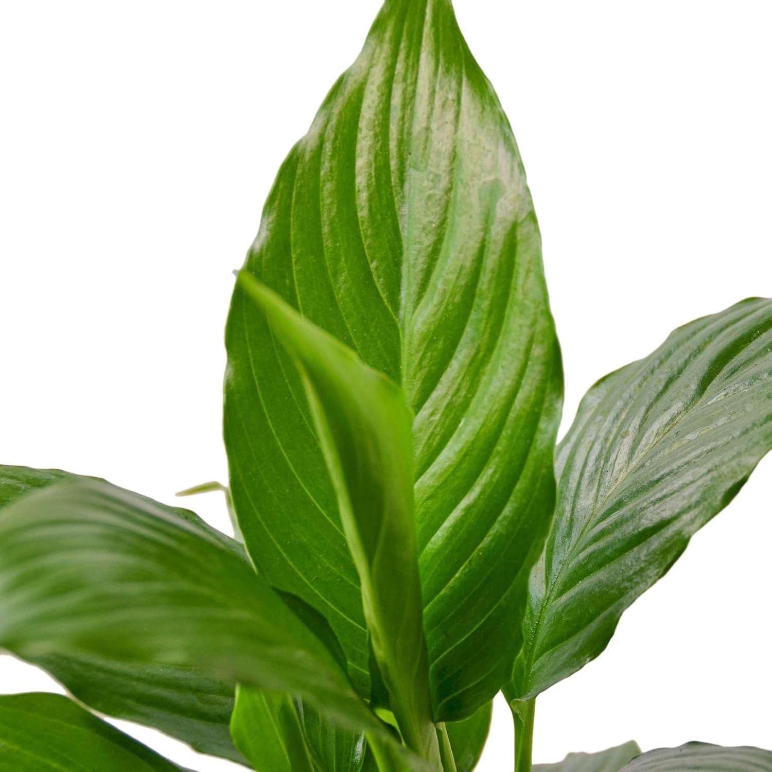 Peace Lily Live Plant in 4'' & 6'' Pot F440