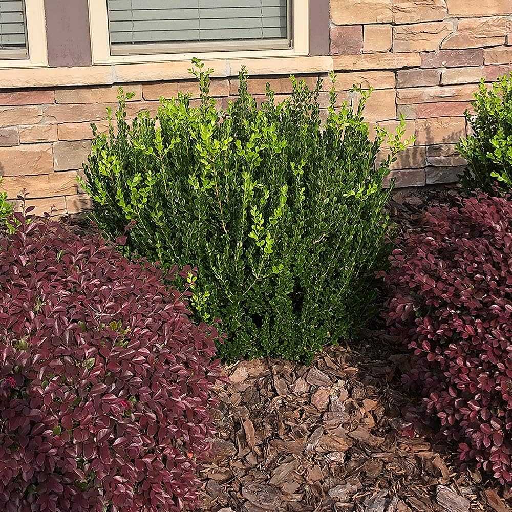 2.25 Gal Wintergreen Boxwood X95672