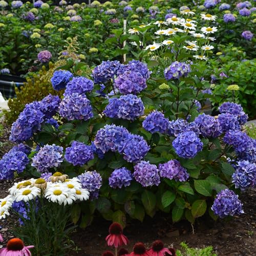 2 gal. Pink and Purple Hydrangea S71485