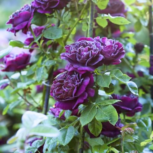 Purple Climbing Rose Live Plant T2793