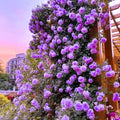 Purple Climbing Rose Live Plant T2793