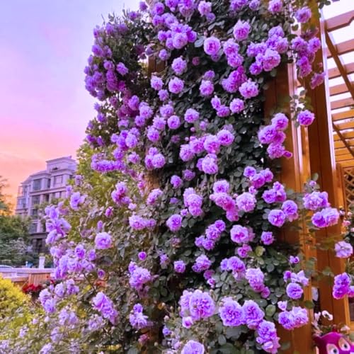 Purple Climbing Rose Live Plant T2793