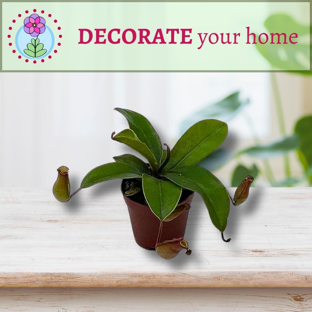 Winged Pitcher Plant in 2 inch Pot M764472