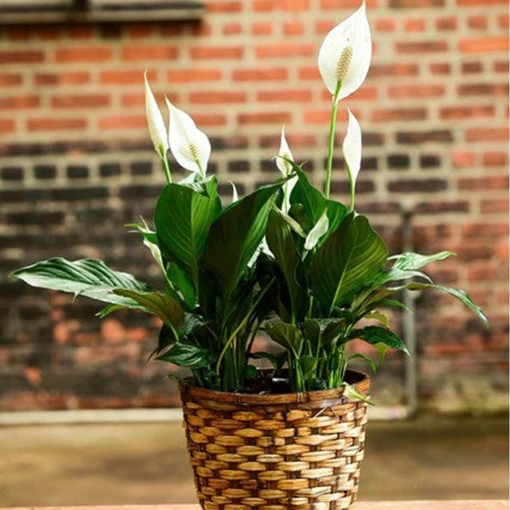 Peace Lily Live Plant in 4'' & 6'' Pot F440
