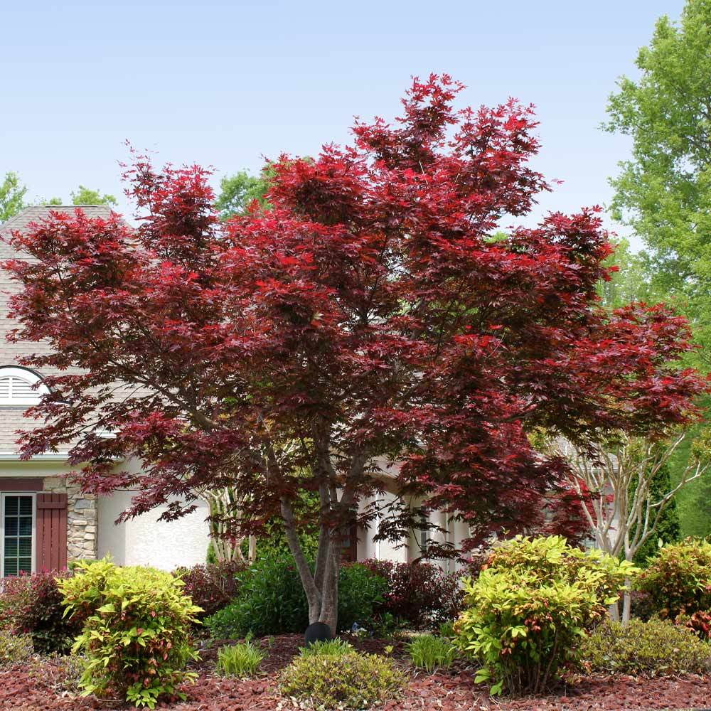 Bloodgood Japanese Maple Tree S456001
