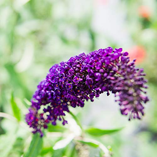 Nanho Butterfly Shrub 1 Gallon Live Bush N232446