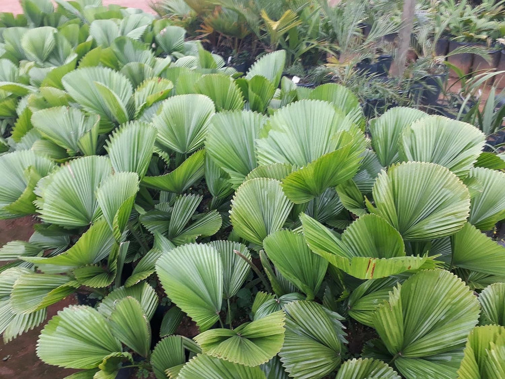3 Gallon Live Plant Licuala Peltata Fan Palm Q82383