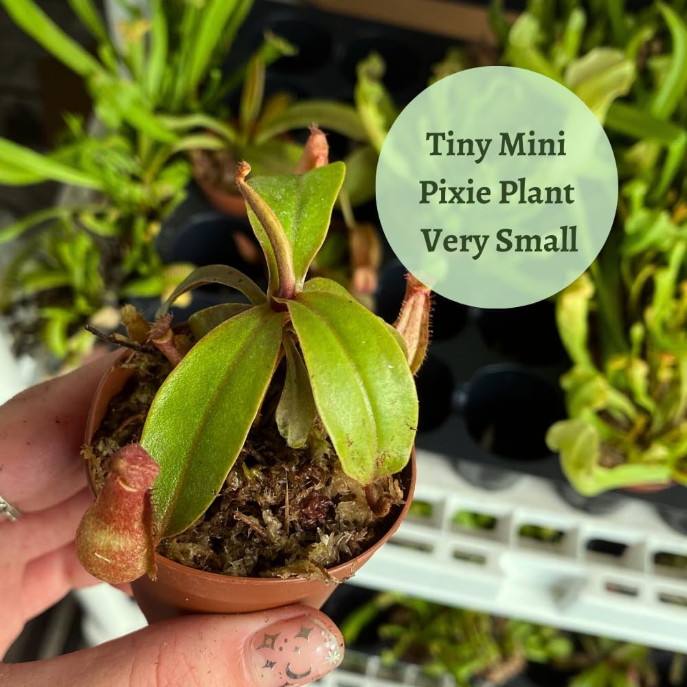 Winged Pitcher Plant in 2 inch Pot M764472