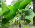 3 Gallon Live Plant Licuala Peltata Fan Palm Q82383