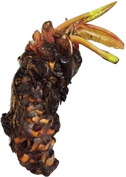 Pre-grown Hardy Lily Rhizome in Red Z5574