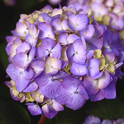 2 gal. Pink and Purple Hydrangea S71485