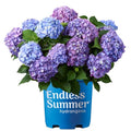 2 gal. Pink and Purple Hydrangea S71485