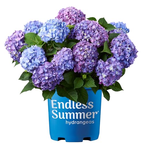 2 gal. Pink and Purple Hydrangea S71485