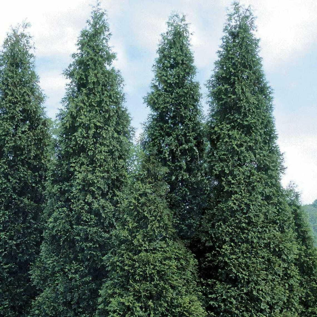40 Thuja Green Giant Arborvitae Seedlings in 2.5" Pots C899910