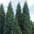 40 Thuja Green Giant Arborvitae Seedlings in 2.5" Pots C899910