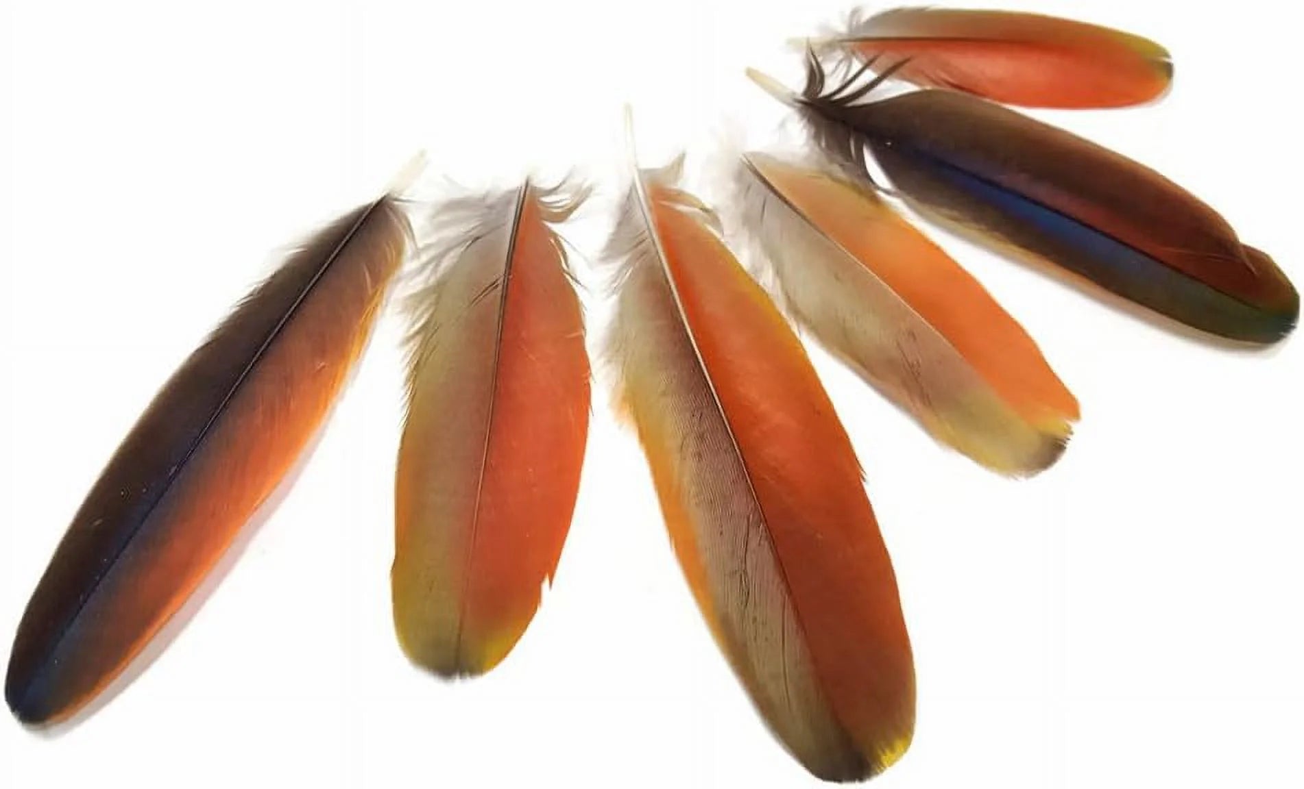 Natural Red Scarlet Medium Size Body Plumage, 4 Pieces U640
