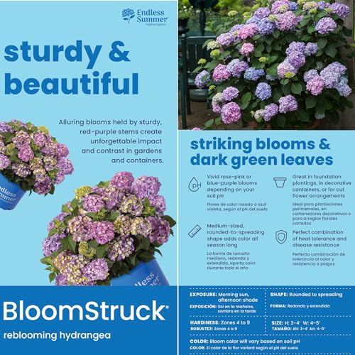 2 gal. Pink and Purple Hydrangea S71485