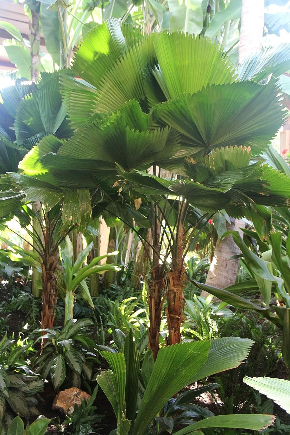 3 Gallon Live Plant Licuala Peltata Fan Palm Q82383