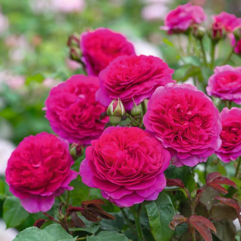Purple Climbing Rose Live Plant T2793