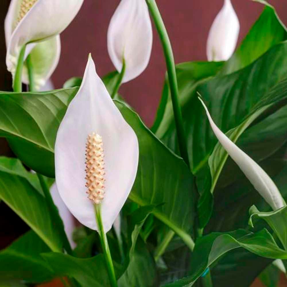 Peace Lily Live Plant in 4'' & 6'' Pot F440