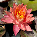 Pre-grown Hardy Lily Rhizome in Red Z5574